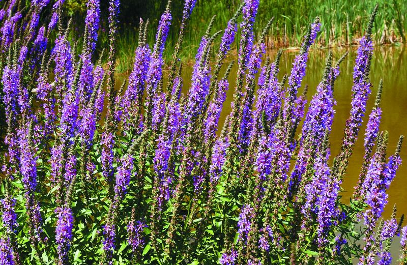 Purple Loosestrife