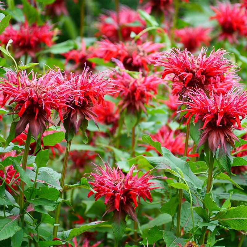 Bee Balm (Monarda didyma)
