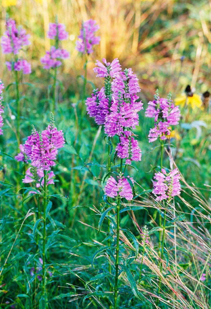 Obedient Plant (Physostegia virginiana)