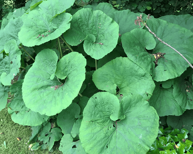 Butterbur (Petasites)