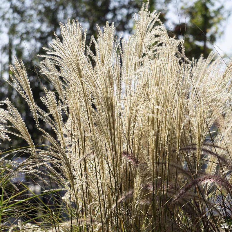 Miscanthus 'Morning Light'