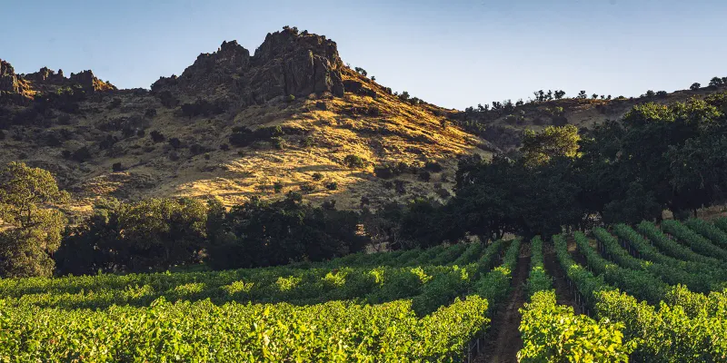 Stag's Leap Wine Cellars - Historic Fame in Napa Valley