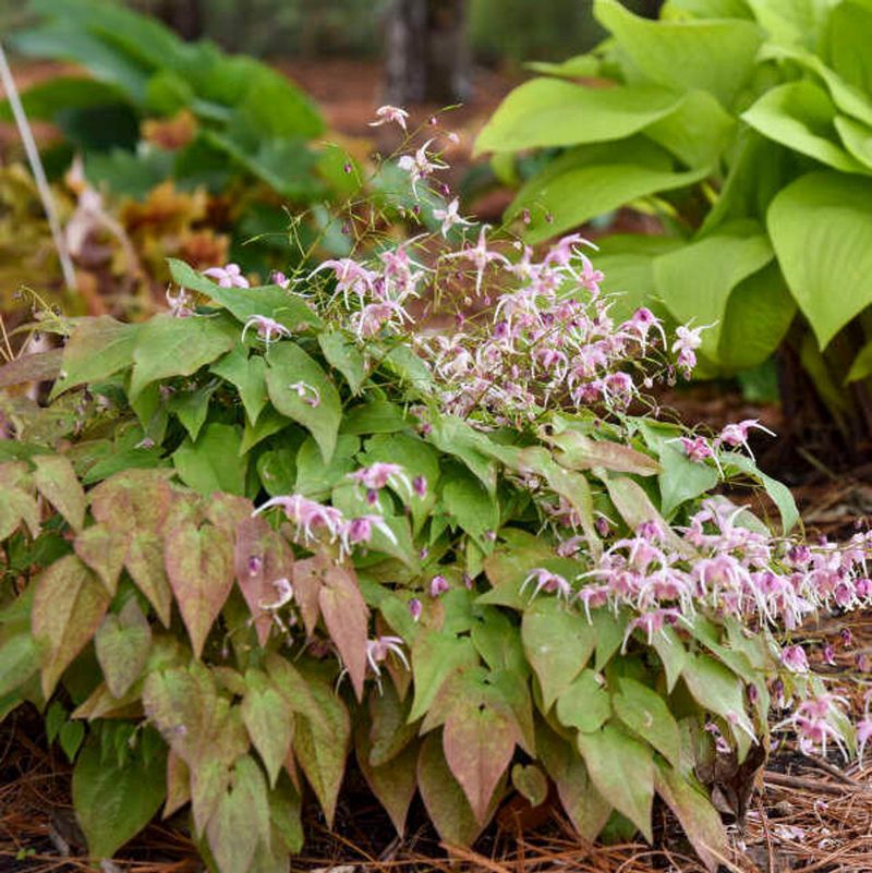 Epimedium