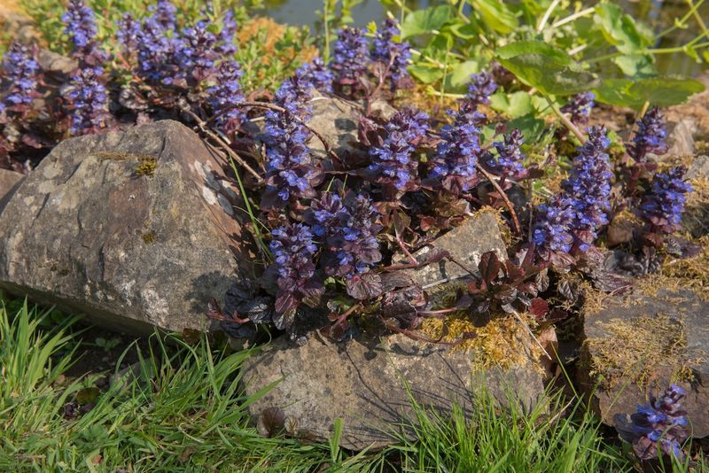 Ajuga