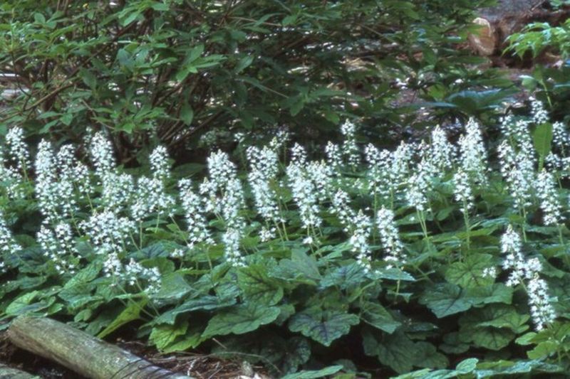 Foamflower