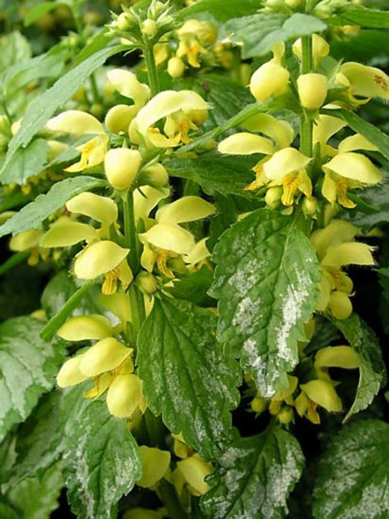Yellow Archangel
