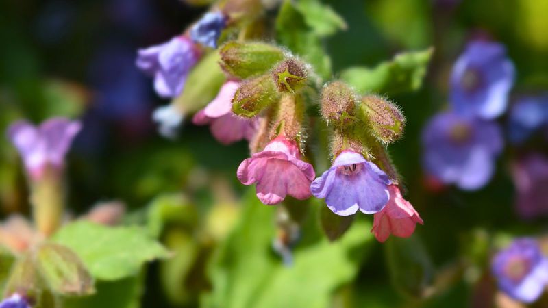 Lungwort