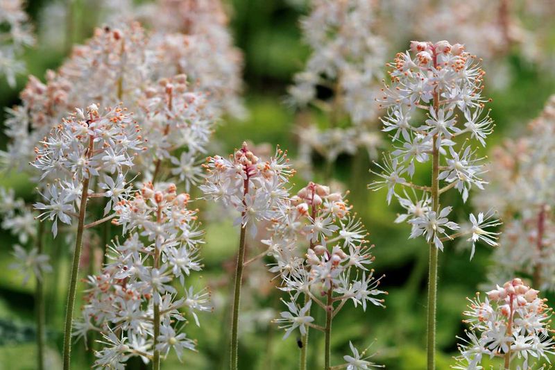 Foamflower