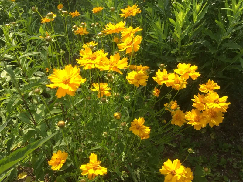 Coreopsis