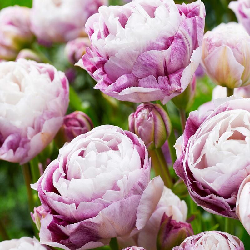 Double Tulips (e.g., 'Angelique')