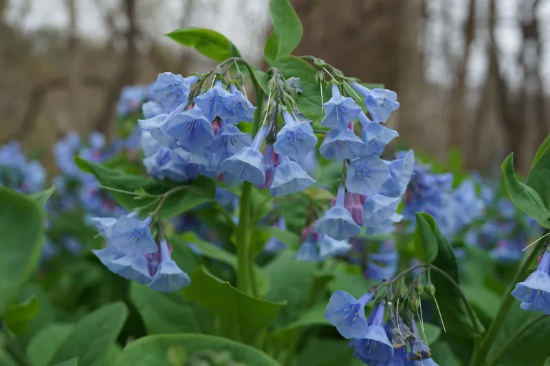 Virginia Bluebells (Mertensia) – Spring ephemeral with bell-shaped blooms.