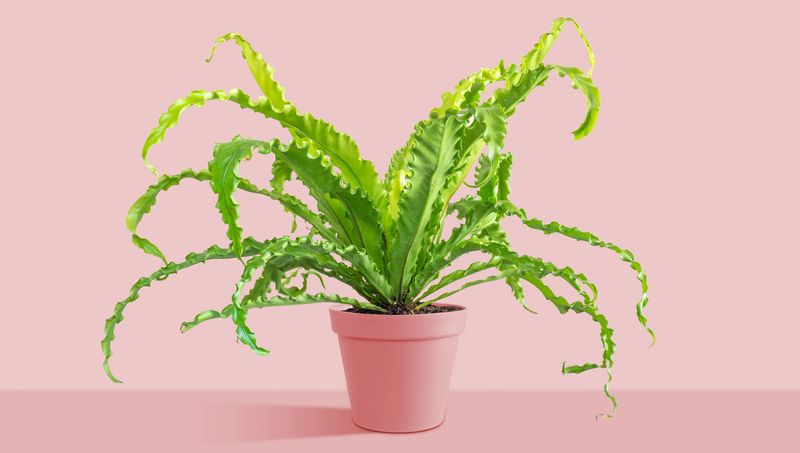 Birdsnest Fern (Asplenium nidus) – The 