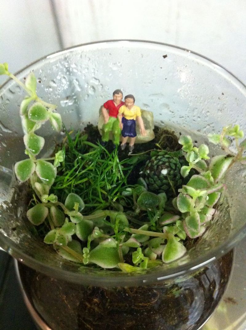 Sedum ‘Little Missy’