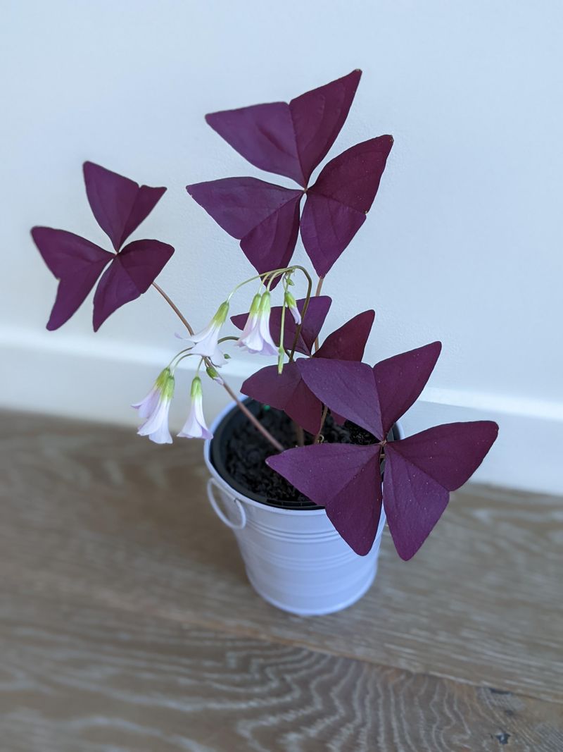 Oxalis Triangularis