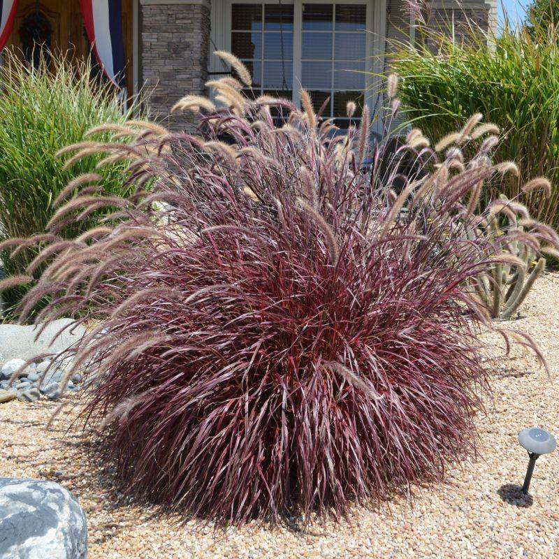 Purple Fountain Grass (Pennisetum setaceum 'Rubrum')