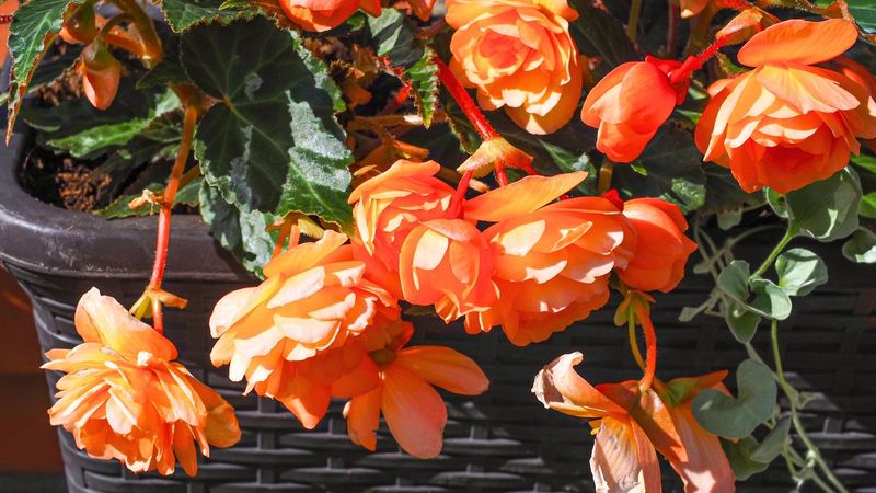 Begonia