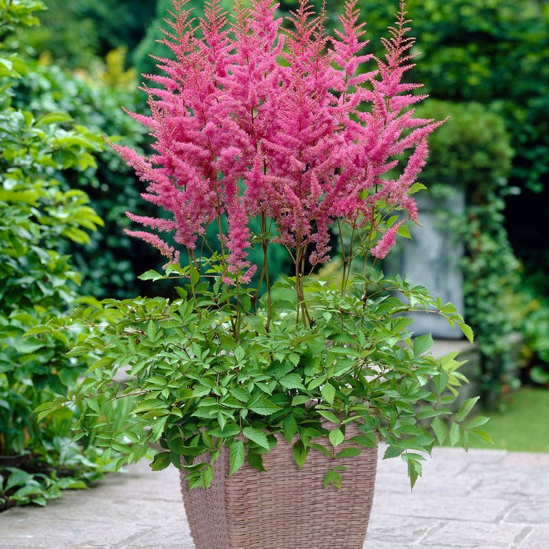 Astilbe