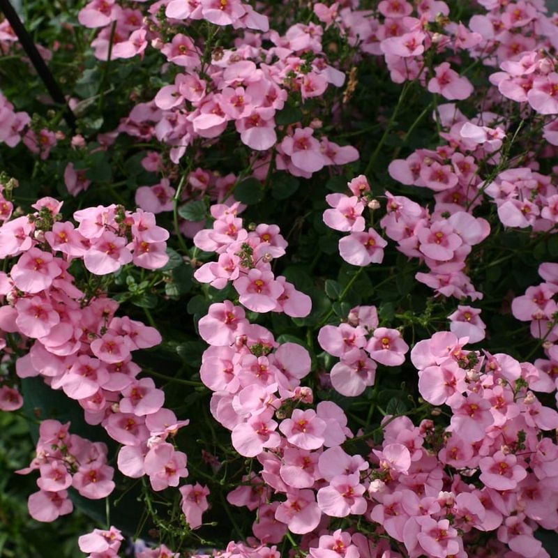 Diascia