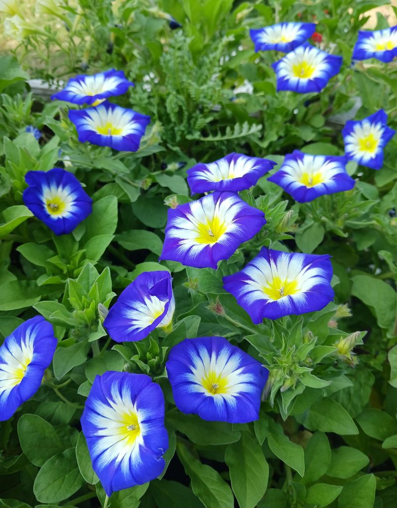 Dwarf Morning Glory - Sunshine Meets Sky