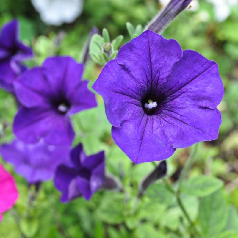 Blue Petunias – Need constant deadheading.