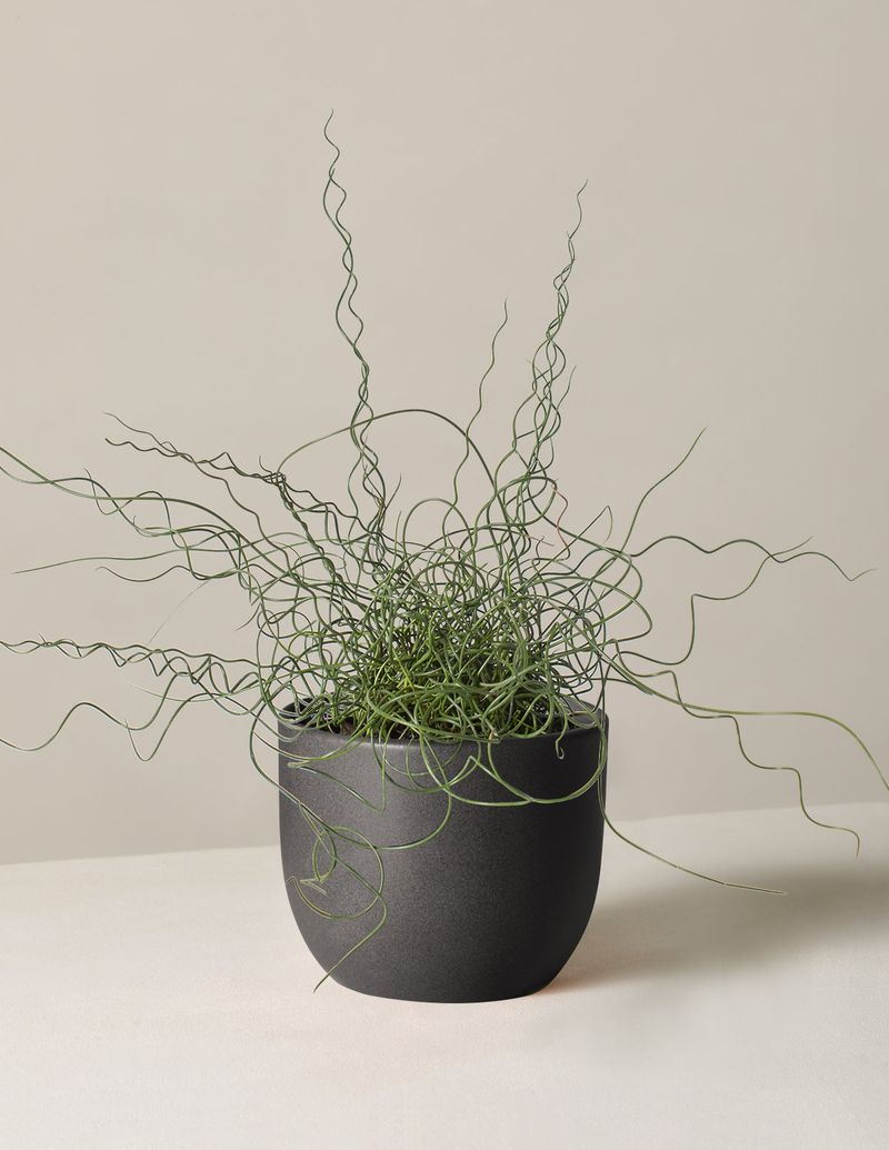 Corkscrew Plant (Genlisea violacea)