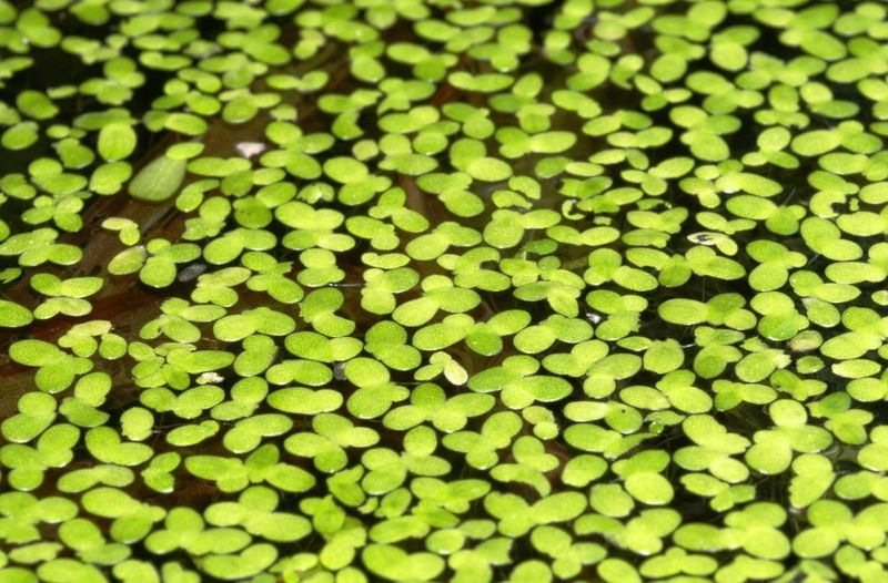 Duckweed (Lemna minor)