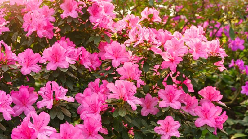 Azalea - Spring's Colorful Explosion