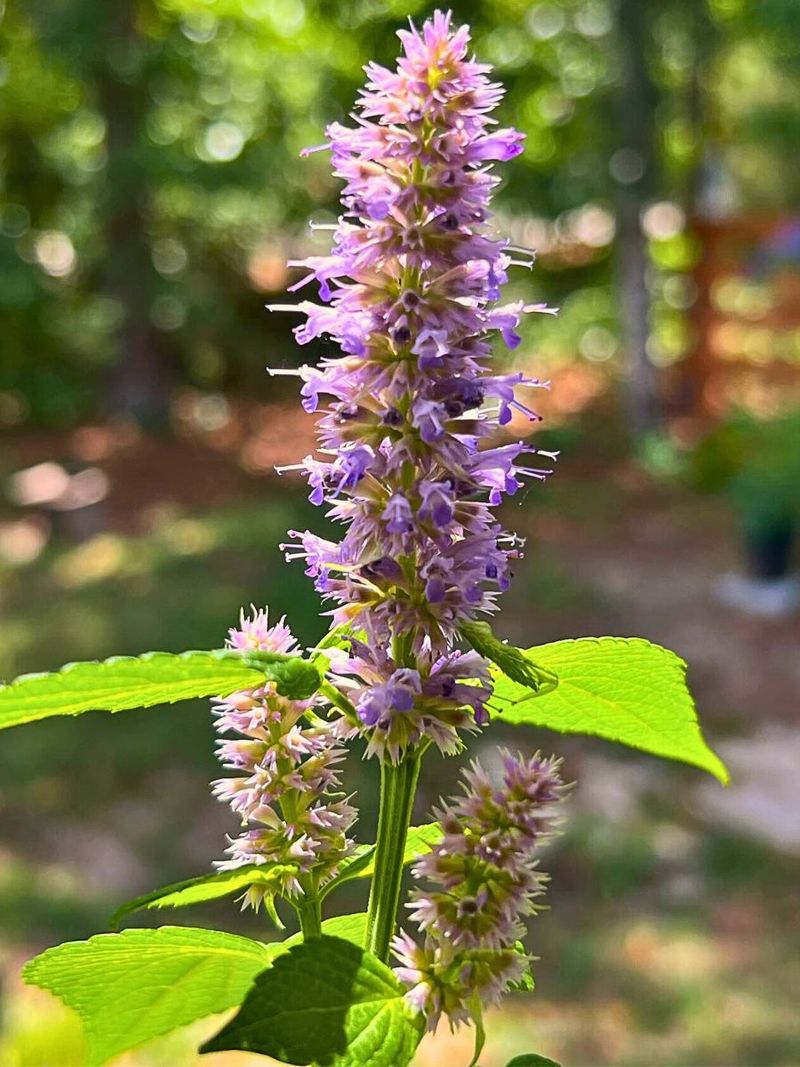 Anise Hyssop - The Licorice Charmer