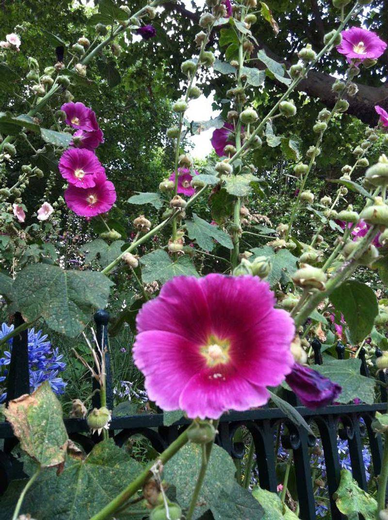 Hollyhock (Alcea rosea)