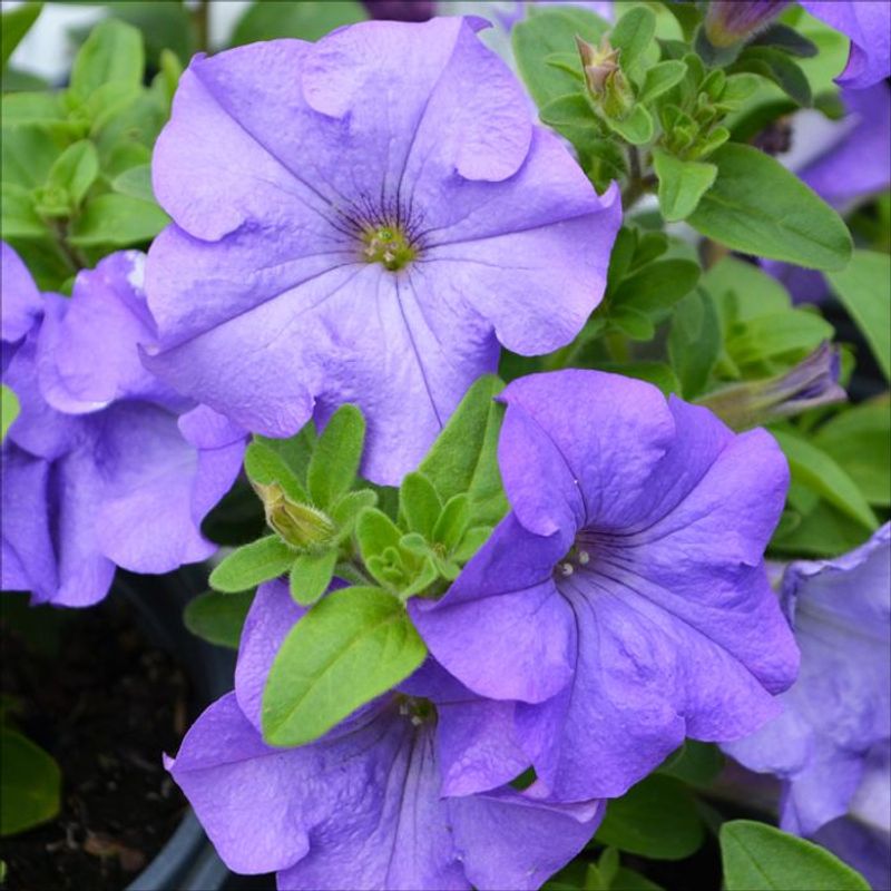 Petunia - Reliable Blue Beauty