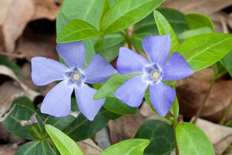 Periwinkle's Historical Significance
