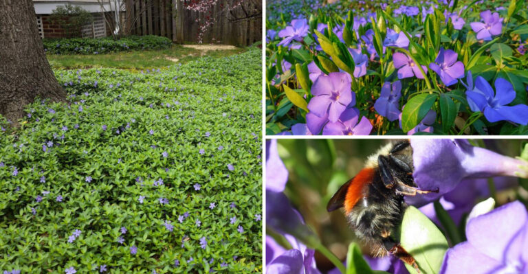 Low Water, High Color: Why Periwinkle Still Belongs in Your Garden