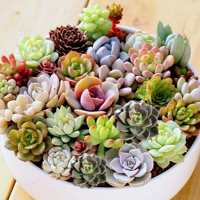 Mini Succulents