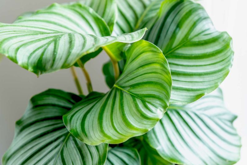 Calathea (Calathea orbifolia) – The 
