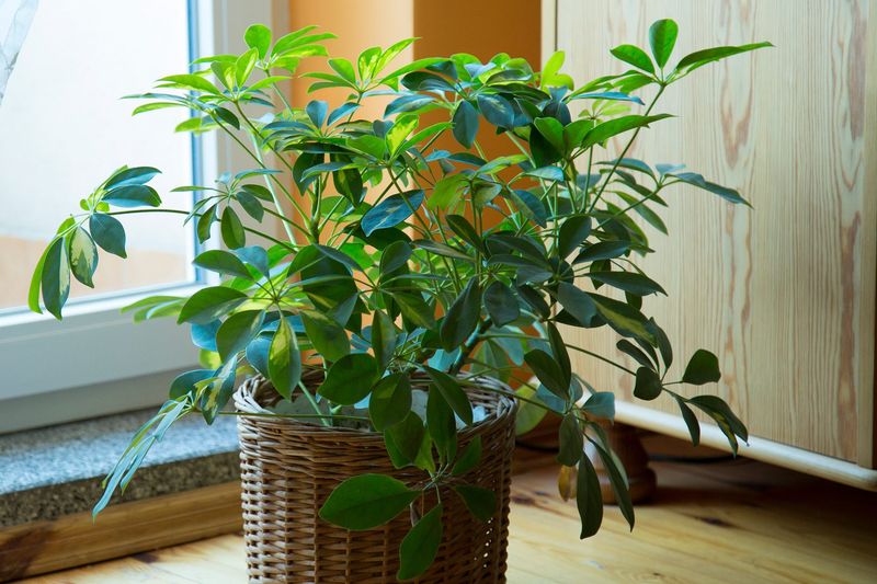 Schefflera (Umbrella Plant)