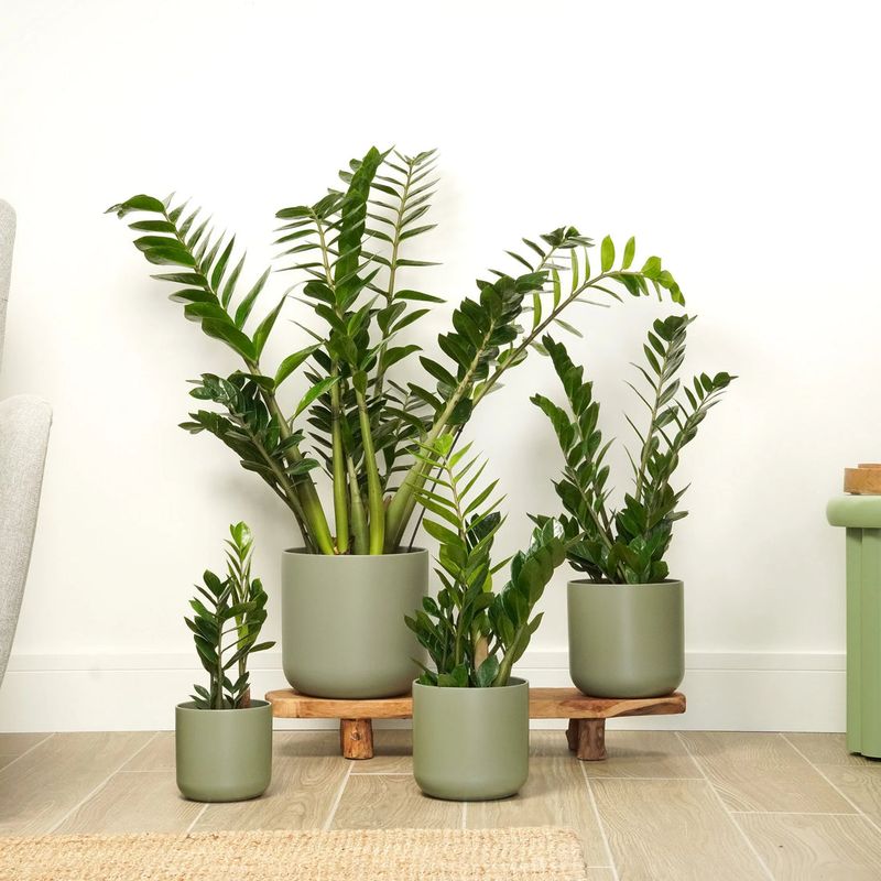 ZZ Plant (Zamioculcas)