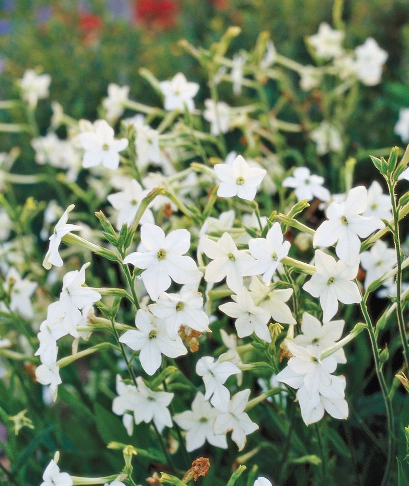 Nicotiana (Flowering Tobacco)