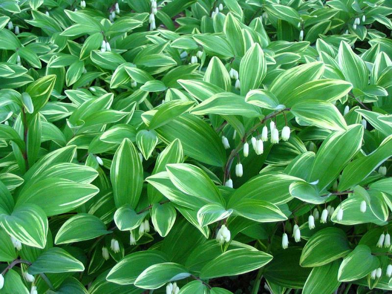 Solomon's Seal