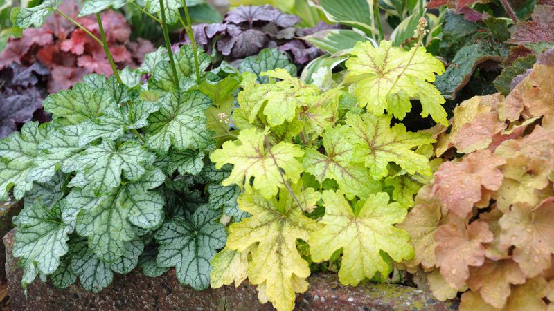 Heuchera