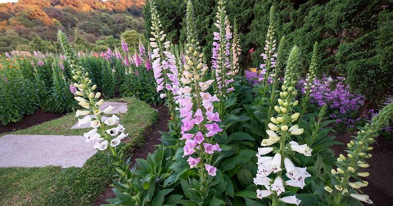 Foxglove (Digitalis)