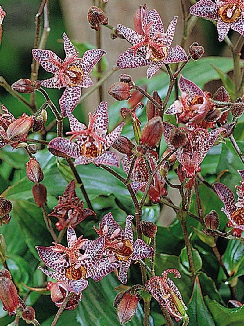 Toad Lily (Tricyrtis)