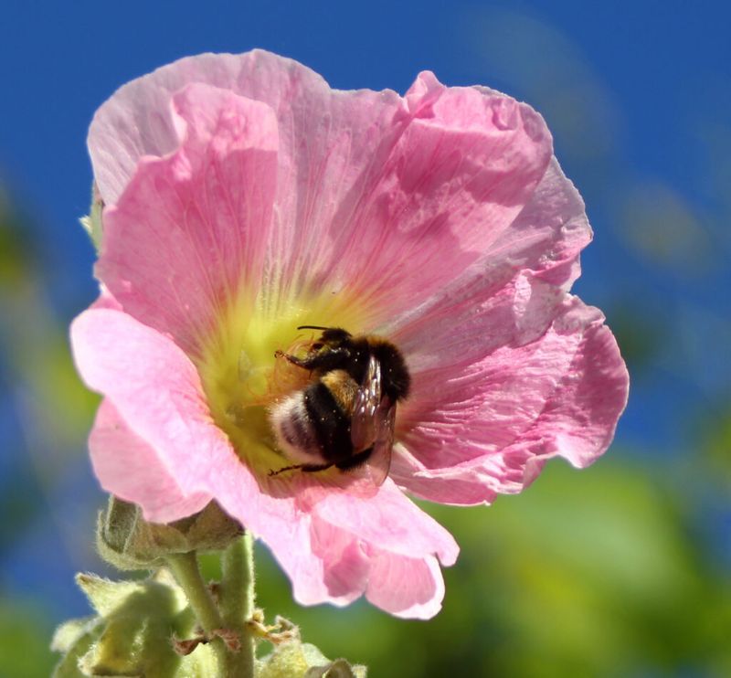 Hollyhock
