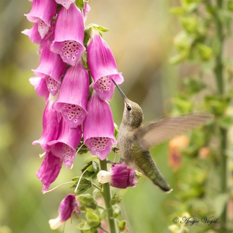 Foxglove