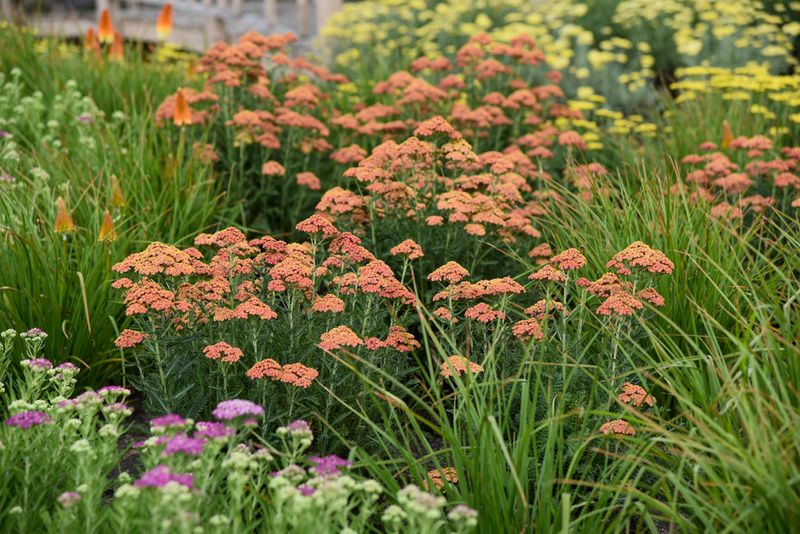 Yarrow