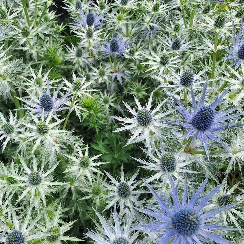 Sea Holly