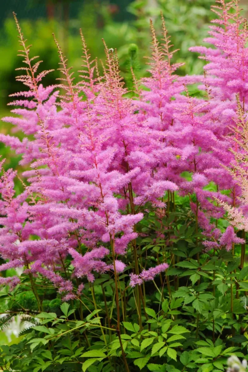 Astilbe