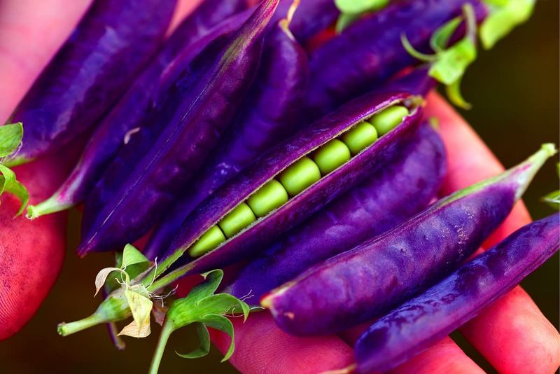 Purple Podded Peas