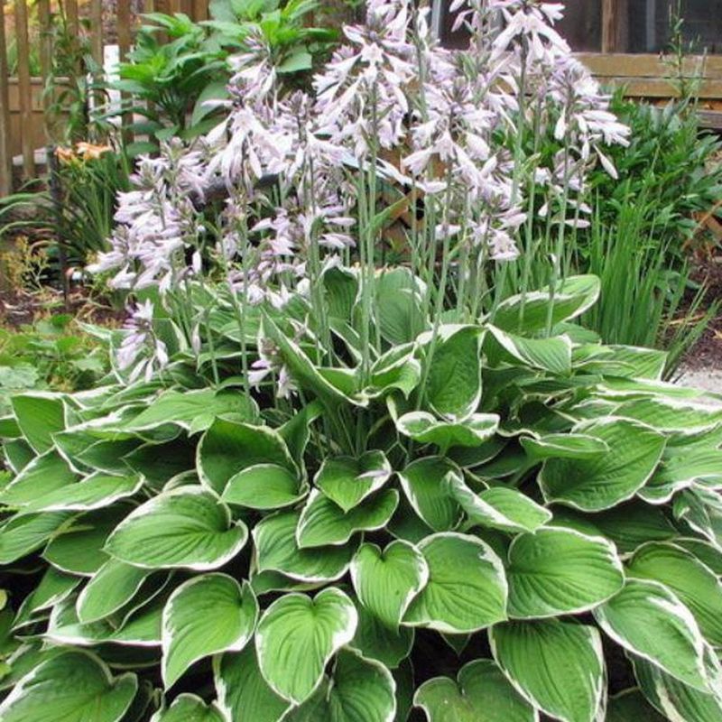 Hosta (Plantain Lily)