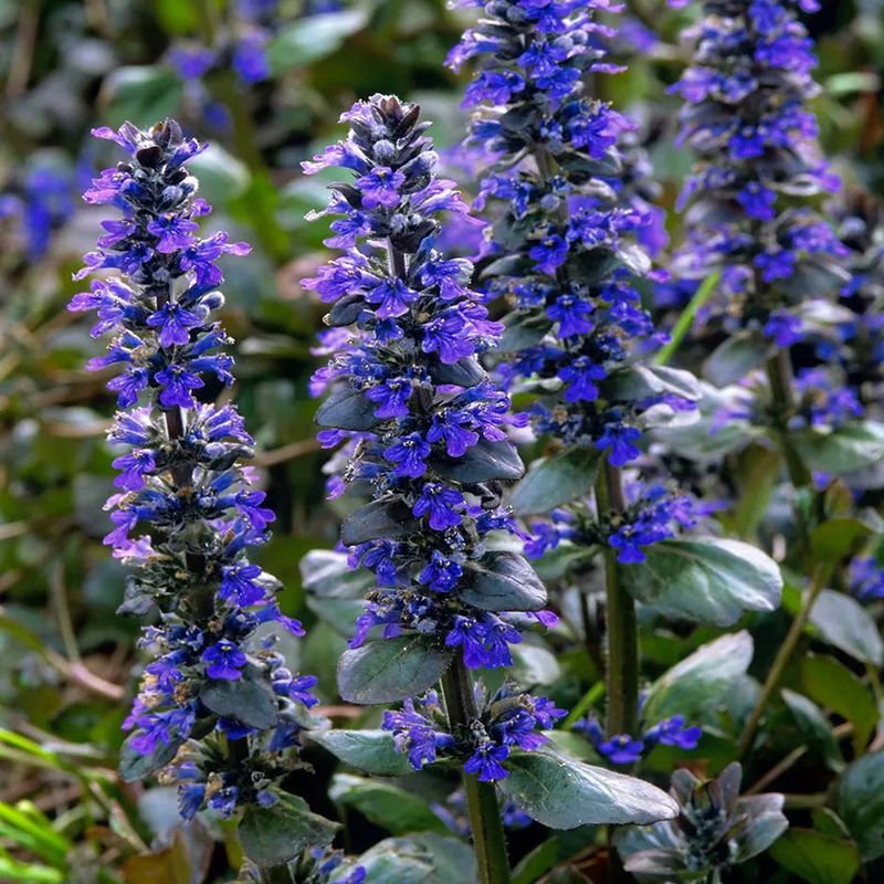Bugleweed