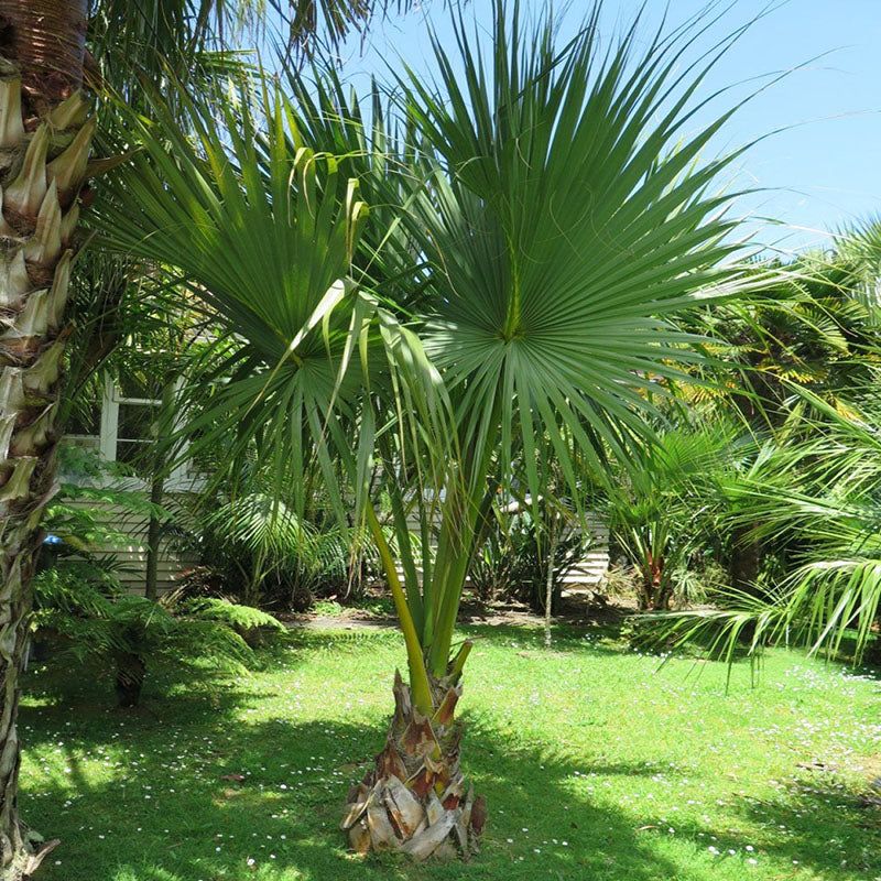 Palmetto's Tropical Touch
